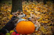 Halloween Dog Safety