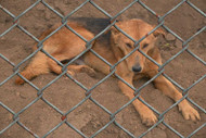 Use Humane Pet Fences