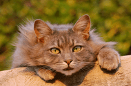 History of Pet Cats