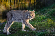 Cats With Bobcat Fever