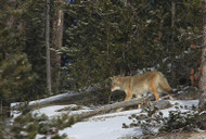 Coyote Breeding Season