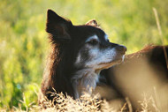 Why Adopt a Senior Dog