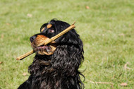 Fence For Active Dogs