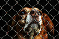 U.S. Dog Euthanization