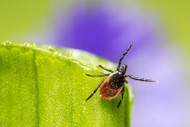 Lyme Disease Awareness: Tips to Protect Your Pets