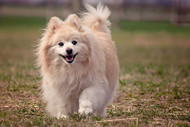 Maximizing Your Pet's Happiness with Outdoor Activities