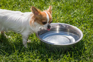 Pets: Drink More Water!