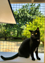 Catios and Fully Enclosed Kits: A Comprehensive Guide for Cat Owners