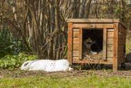 Cats Are Bunny Friendly