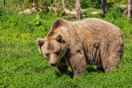 Dog Chases Away Bear