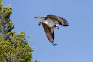 Dog Attacked By Hawk