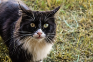 Feral Cats Kill Millions