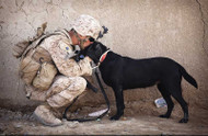 Facts About Military Dogs