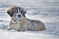 Winter Weather and Pets