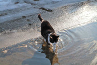 Cat Suffers Hypothermia