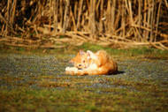 Getting Cats To Exercise