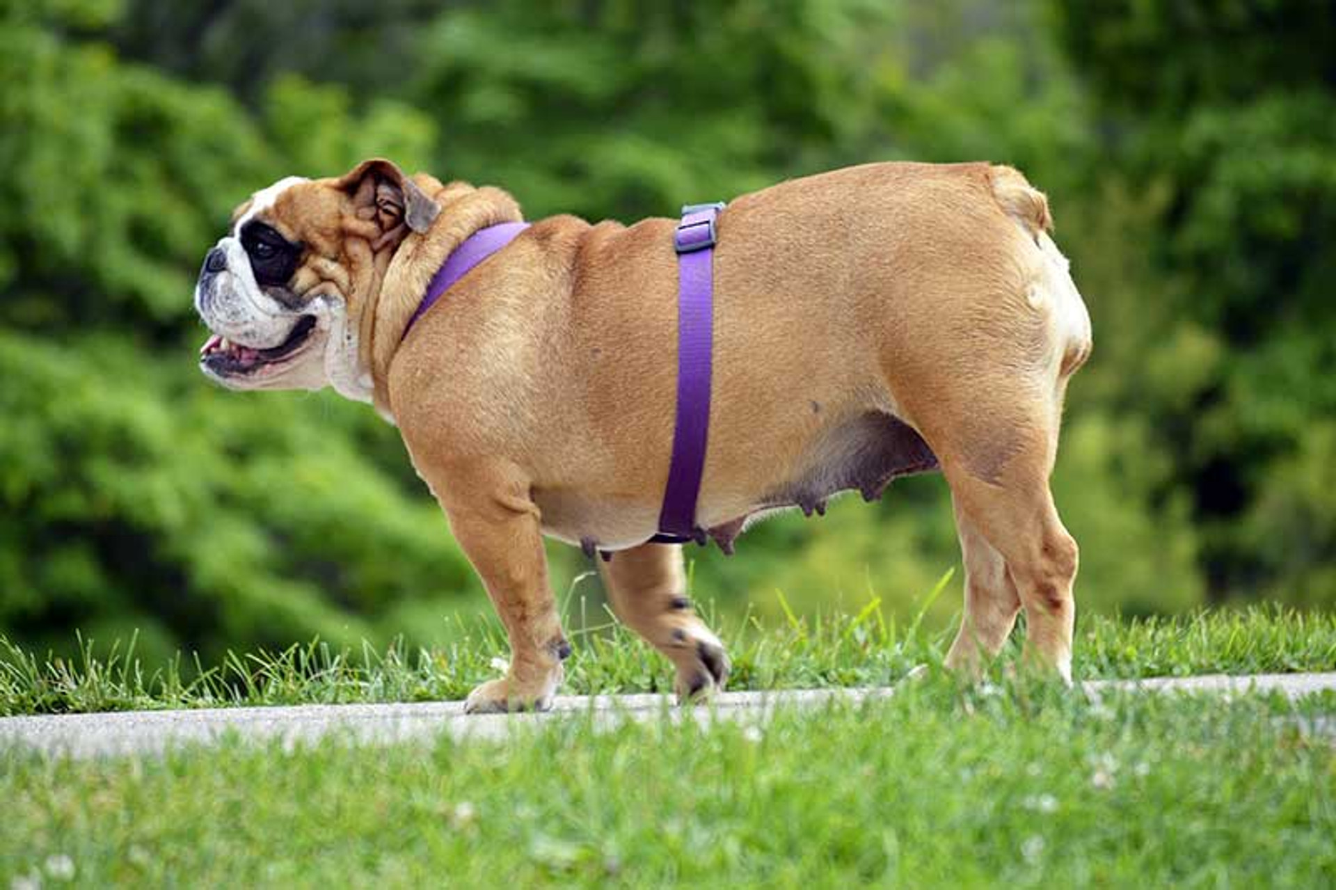 u-s-obesity-in-dogs-easy-pet-fence