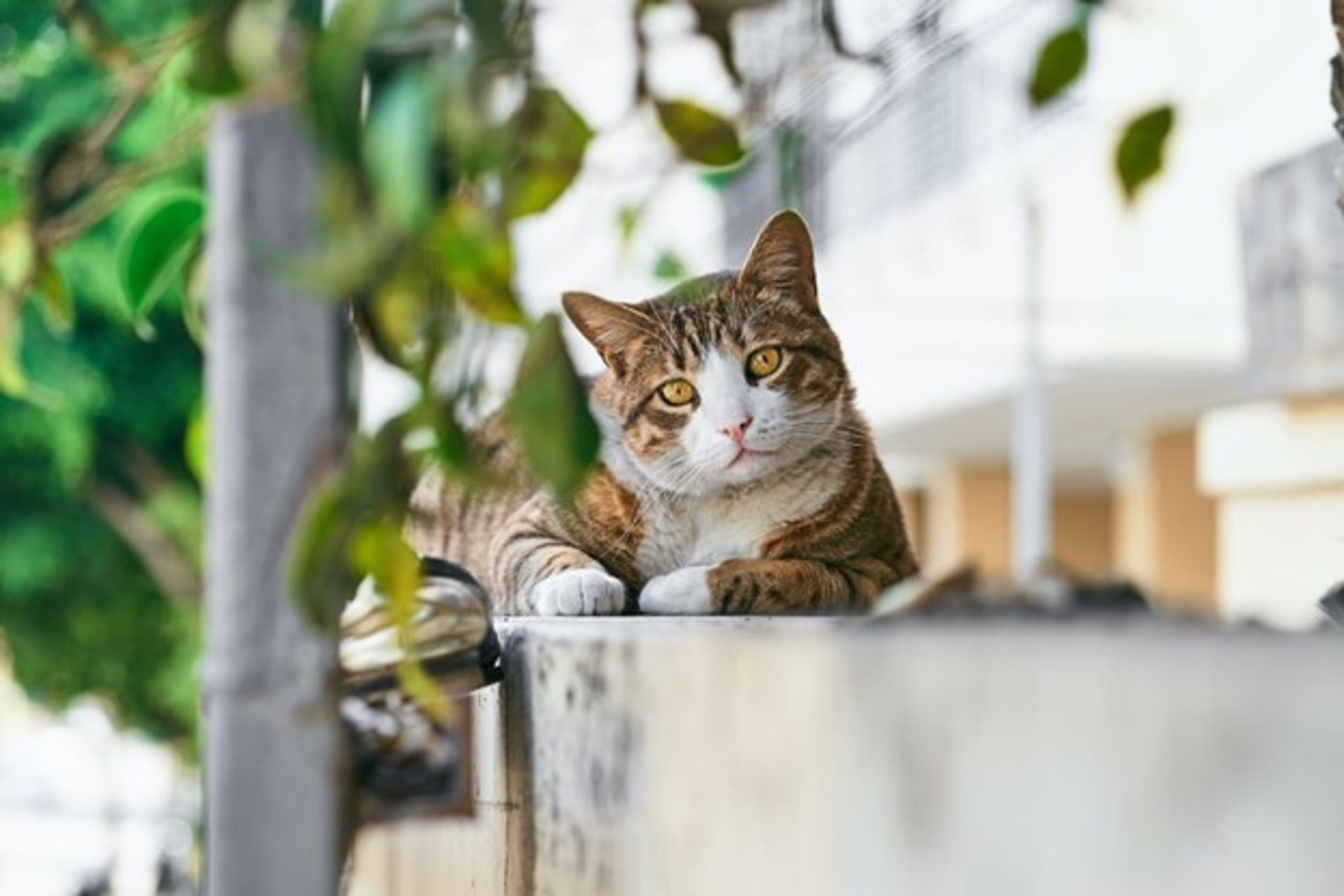 How to Keep Stray Cats Out of Your Yard Easy Pet Fence