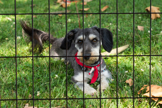 EasyPetFence No Dig Dog Fence Kit - Multiple Mesh Types - 6' x 100