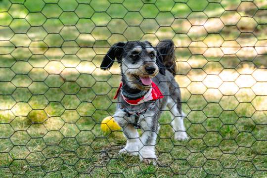 can you use chicken wire for dog fence