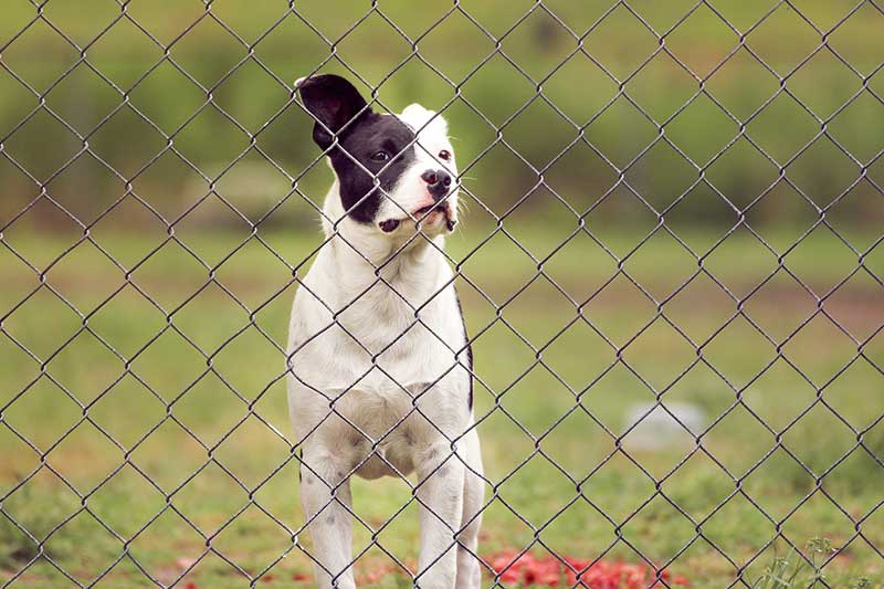 how to keep dog from chewing fence chicken wire