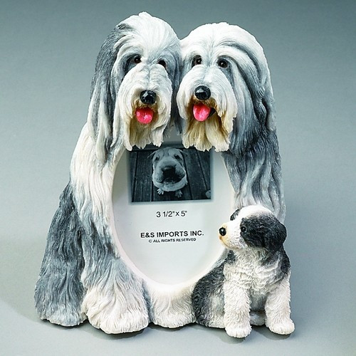 small bearded collie