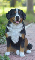 Bernese Mountain Dog Statue Bernese Mountain Dog Statue