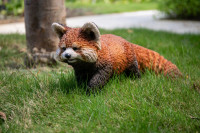 Red Panda Bear Cub Statue Red Panda Bear Cub Statue