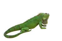 Iguana Statue Iguana Statue