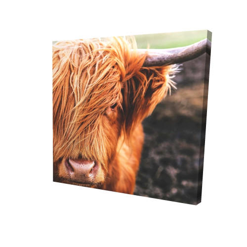 Highland Cow Close-Up Fine Art Print