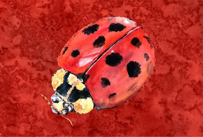 Ladybug Placemat