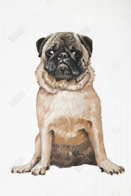 Pug Wall Art Print
