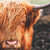 Highland Cow Canvas Wall Art