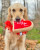 Love Heart Valentine's Day Dog Toy