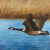 Flying Canadian Goose Bath Mat