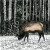 Winter Reindeer Fine Art Print