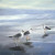 Coastal Seagulls Throw Pillow