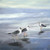 Seagull Canvas Art