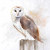 Barn Owl Art