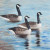Canadian Goose Trio Throw Pillow