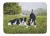 Border Collie Rug