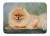Pomeranian Rug