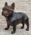 Extra-Large Bronze French Bulldog Sculpture