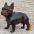 Extra-Large Bronze French Bulldog Sculpture