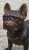 Extra-Large Bronze French Bulldog Sculpture