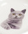 Chartreux Cat Dinner Plate - 8"