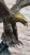 Bronze Eagle Sculpture - Bronze Milo Sculpture