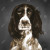 Springer Spaniel Wall Art Print