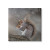 Nibbling Squirrel Photography Canvas Print