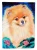 Pomeranian Flag